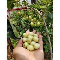 White Jamun 